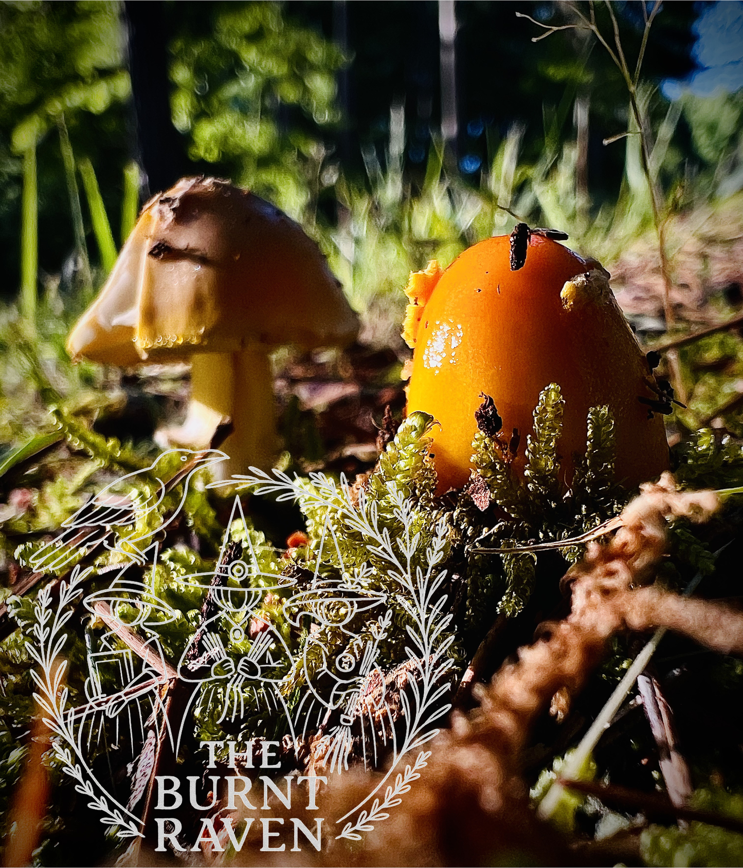 Mushrooms